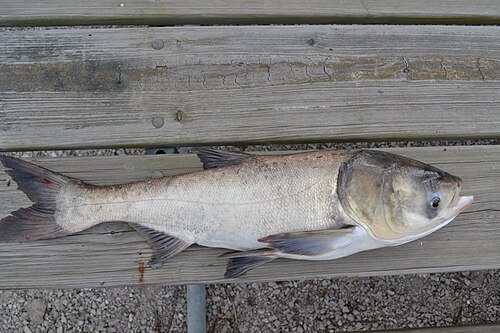 Bighead Carp