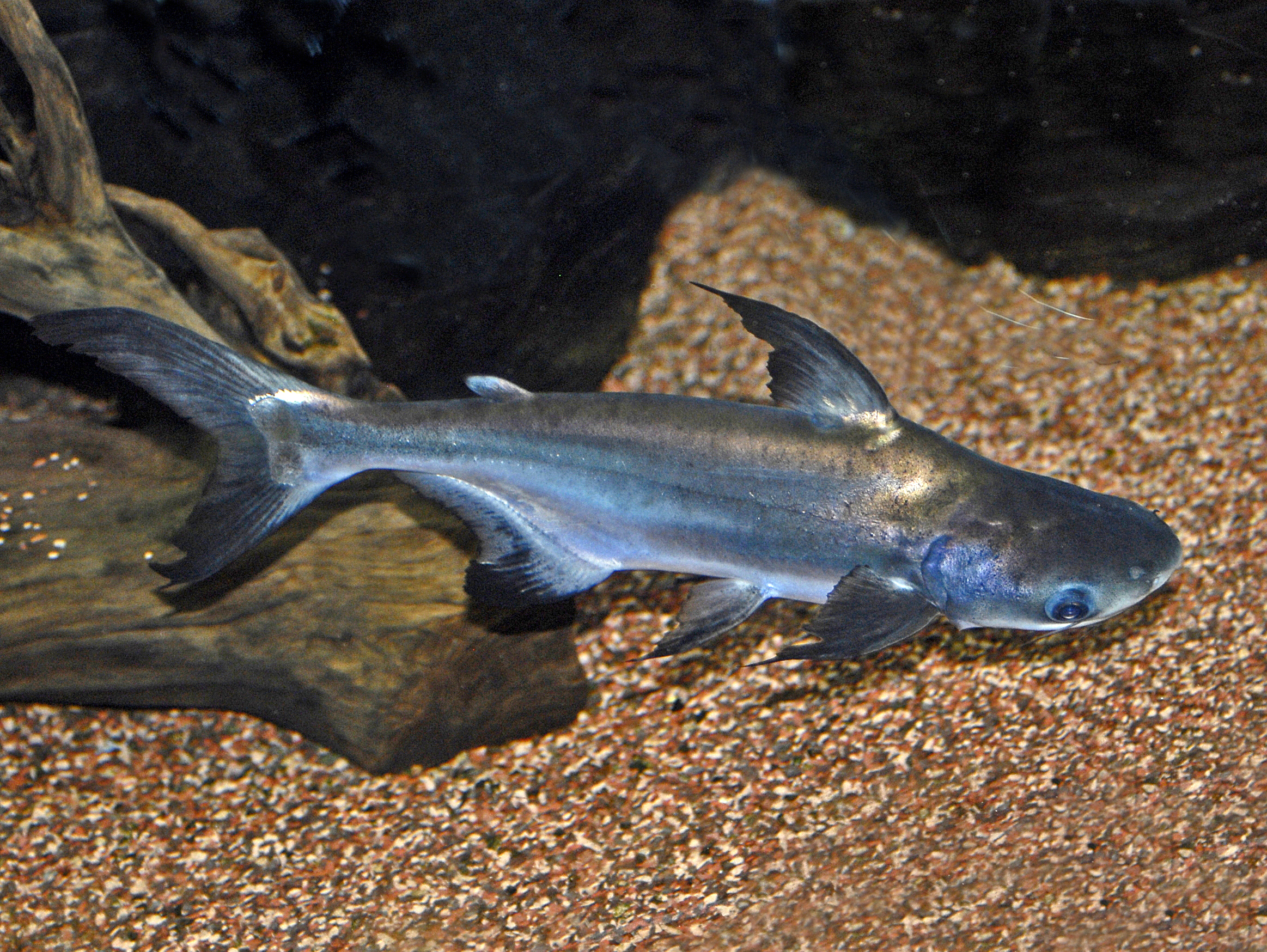 Pangasius Fish