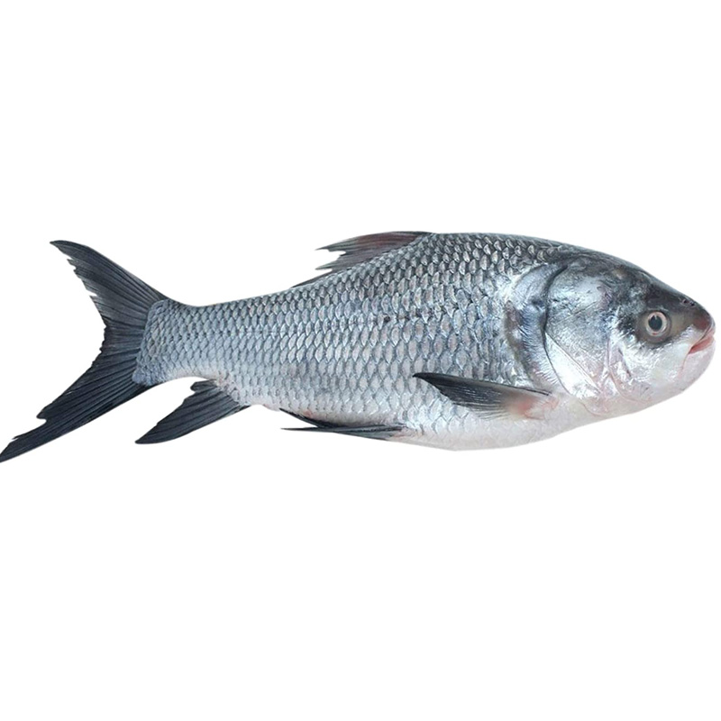 Catla Fish