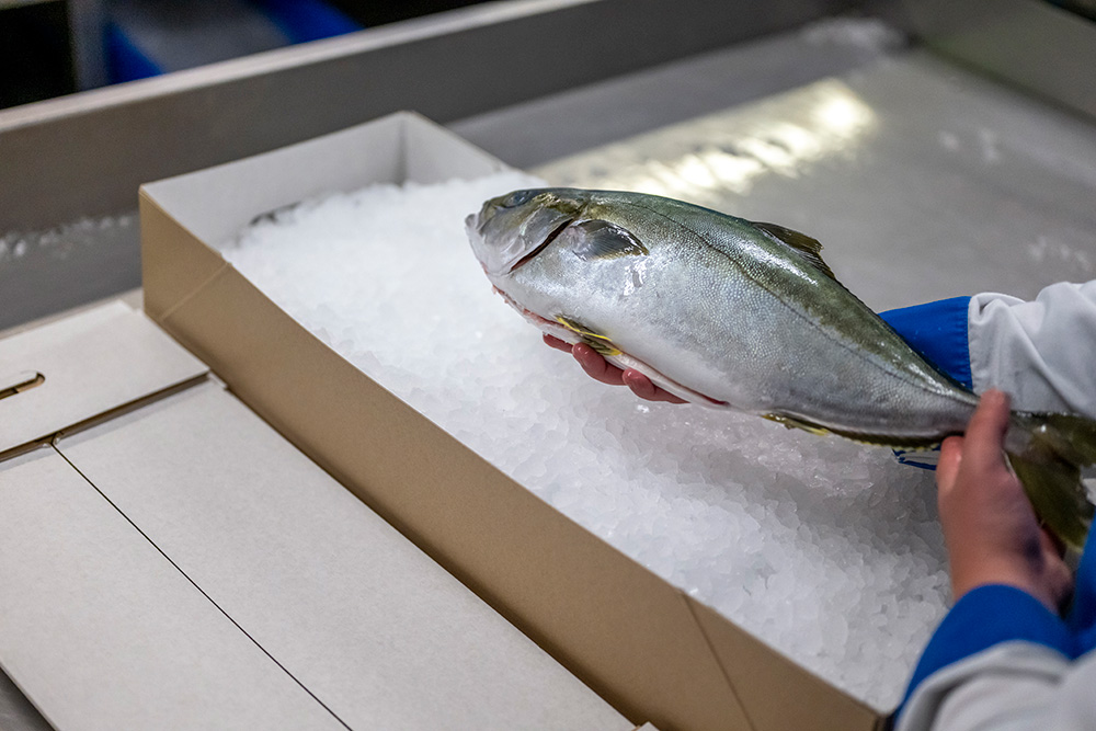 Fresh Packaging