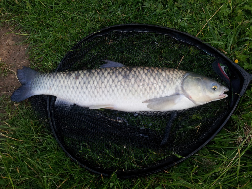 Grass Carp