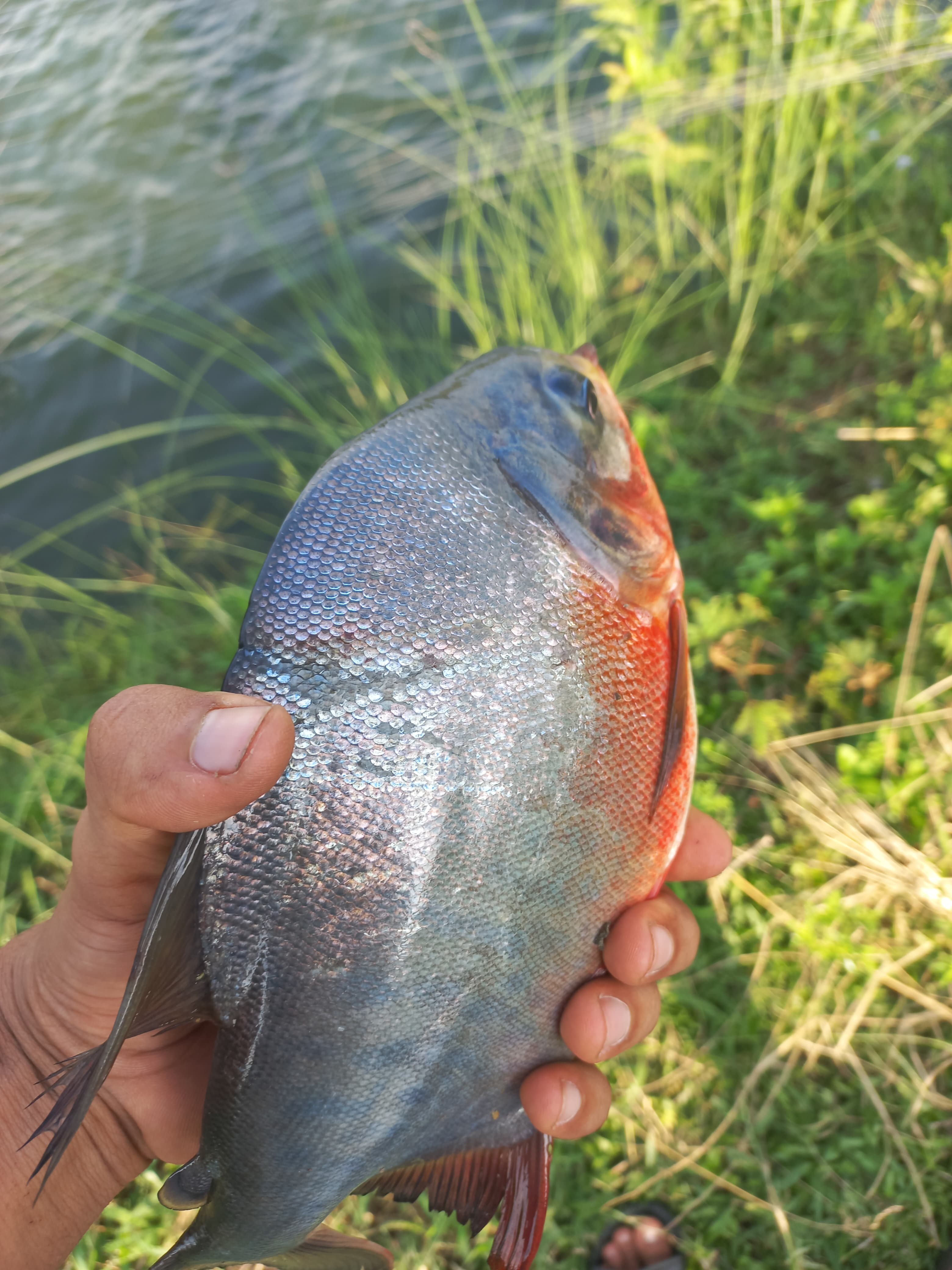 Sustainable fish farming practices