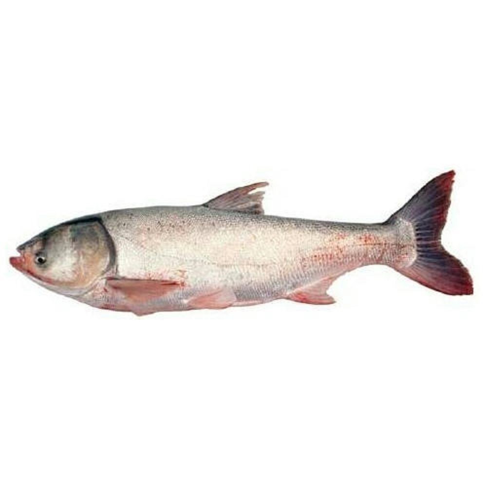 Silver Carp